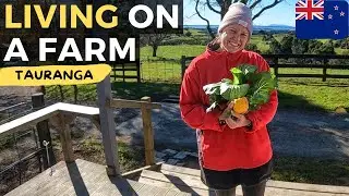 Living And Working On A Farm In New Zealand First Impression Tauranga 🇳🇿