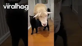 Cat and Sheep Friendship || ViralHog