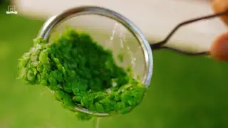 Eten we binnenkort allemaal waterlinzen?