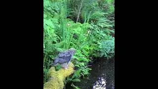 A Barred Owl Bobbing In the Swamp #owl #audubonsociety  #owls  #pnw #swamplife #wildife #nature