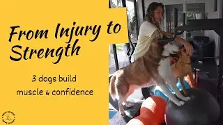 From Injury to Strength: 3 Dogs Rebuild Muscle and Confidence Through Stability Training