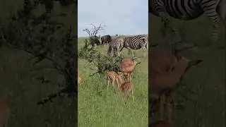 #savannah #impala #zebra #wildebeest #nature #naturelovers #animals #animal #livestream #live #wild