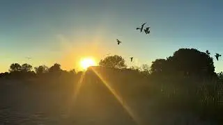 ACROBATIC LAUGHING GULLS HUNTING IN FLOCKS AT THE BEACH