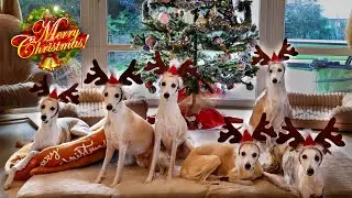 Taking A Christmas Photo with 6 Whippets Wearing Reindeer Antlers