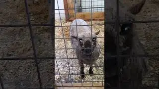 Farm Animals #sheep #lamb #llama #pettingzoo #zoo