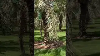 #shortsfeed #trending #shorts #short #shortsviral #video #shortsbeta #viral #shortsyoutube