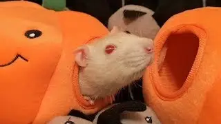 Red Eyed Rat In a Spoopy Pumpkin! Halloween 2019