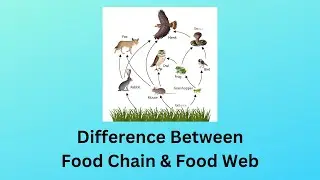 Difference Between Food Chain and Food Web |