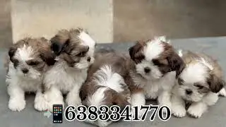 Shihtzu puppy sale in /chennai/Kovilpatti/tirunelveli/nagercoil/kerala/palani/Trichy#shihtzu 