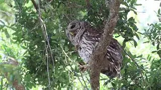 Barred Owl grooming .