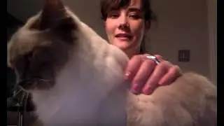 ASMR cat brushing (whispered)