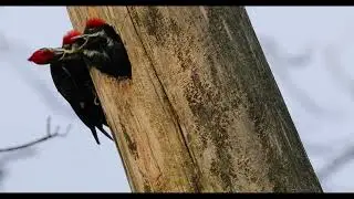Pileated woodpecker nest  - Hylatomus pileatus close up
