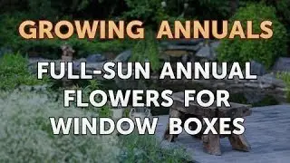 Full-Sun Annual Flowers for Window Boxes