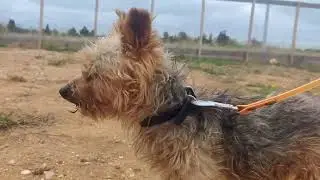 Prise en charge d'un Yorkshire qui a mordu dans un refuge