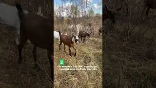 3 причины почему на нашей ферме большой акцент на чистоте? #ферма #буднифермера #козы #shorts