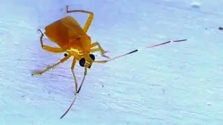 Capsid Bug AKA Mirid Bug