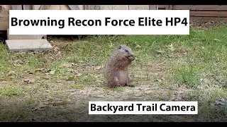Browning Recon Force Elite HP4 | Backyard Trail Camera Footage