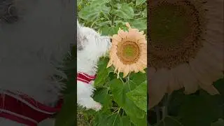 West Highland Terrier puppy explores sunflower farm