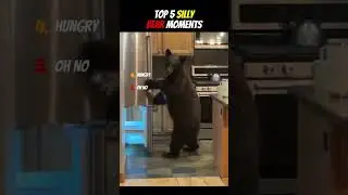 Top 5 Silly Bear Moments 🐻!                                         #cute #silly  #bear #animals