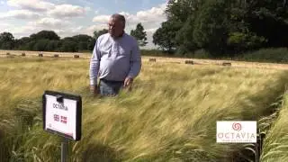 Octavia Spring Barley - 1 Minute Variety Video