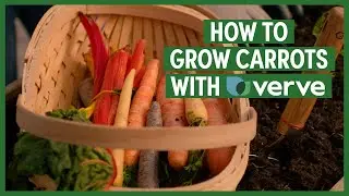 How to grow carrots 🥕 | B&Q x Verve