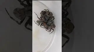 Spider Fight - Royal Ramble. #siquijor #gagamba #batang90s