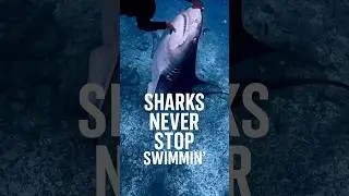 how do SHARKS sleep?