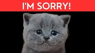 HOW CATS APOLOGIZE TO THEIR HUMANS