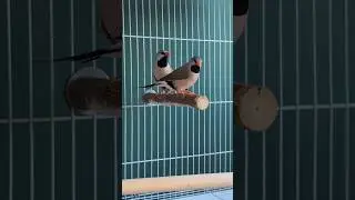 Finches make great pets! #finches #finchkeeping #cagedbirds #birdkeeping #finchlover #finchaviary