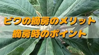 【頑張らない農業】ビワの摘房【無農薬・有機栽培・不耕起】
