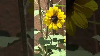 Should I just play bees swarm simulator?