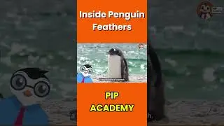 Penguin Feathers Are Waterproof! 🐧 How Penguins Stay Dry