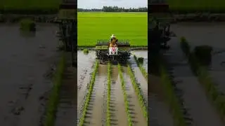 rice 🌾 #agritech #agrifuture #agriculturetechnology #farming #viralvideo