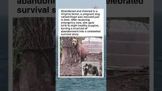 The Dog Who Refused to Give Up on Her Puppies #shorts #facts #dog #dogshorts