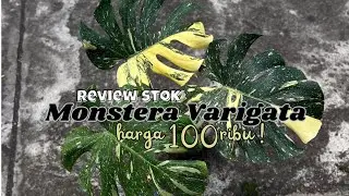 MASIH ADA STOK MONSTERA VARIGATA EKONOMIS !!