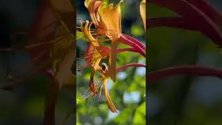 Find Your Harmony with Ancient Roots / Ohio's Beautiful Flowers