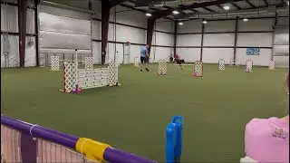 Nitro, AKC Agility; Premier Jumps with Weaves (JWW) Q27