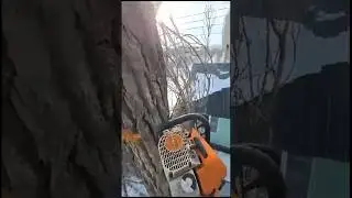 Дерево#сложный #тополь #высота #дерева #tree #climbers #high #cutting #aquarius #cutting #high#down