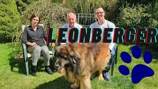 LEONBERGER SZCZERZE O RASIE