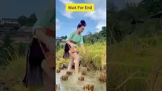 #shorts 🔥 Desi Jugaad for Paddy Farming 🌾 viral vodeo |👌!#viralvideo #farming #trendingshorts