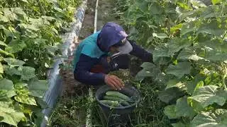 EXTREMELY SATISFYING CUCUMBER HARVEST STRAIGHT FROM THE VINES! -agriculture modern