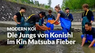 Die Mujimono Ikeage Ipponmatsu | Modern Koi Blog Japan #7711