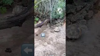 Who didn&rsquo;t flush?? #tortoise #funnyvideo #habitat #disgusting #animals #shorts