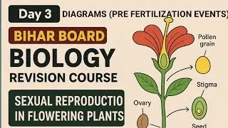 Bihar board 12th Biology revision course/Pre fertilization events/Diagram based questions/Score high