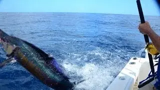 Panama Sailfish Doubleheader in HD! - Isla Montuosa - January 2013