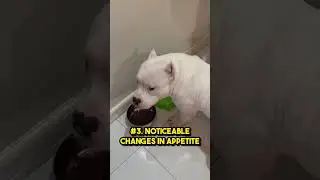 Listen closely to your furry companion...