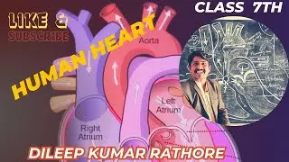 Human Heart | #structureofheart | Function  | Diagram | Science 7th Dileep kumar Rathore