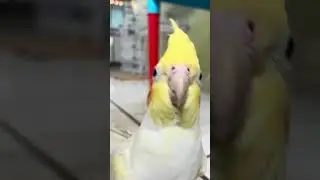 Maia passeando
