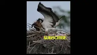 Osprey Nest Building