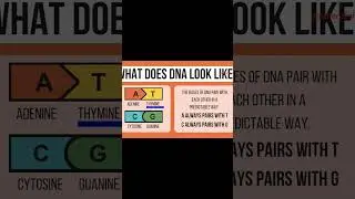 What is DNA? Explore the same in this short reel. #dnaresearch #dna #viral #viralshorts